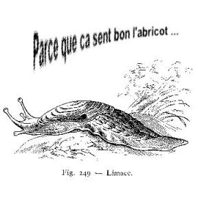 Parce que �a sent bon l'abricot